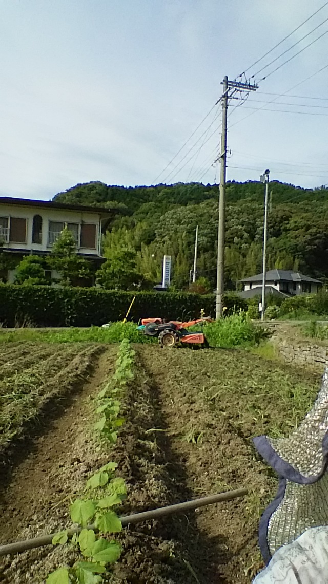 茶綿のポット苗の植栽です