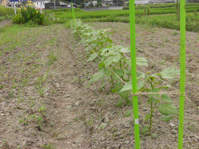 茶綿、1ヶ月で腰の高さ位に伸びています